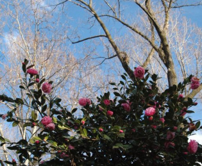garden_glory_locarno.jpg