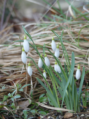 2022-01-28 Galanthus 'Sutton Courtenay' 2.jpg