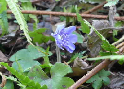 2022-01-28 Hepatica Wühlmaus 1.jpg