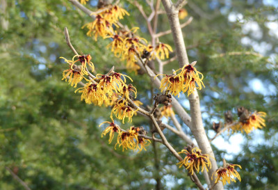 2022-01-28 Hamamelis 1.jpg