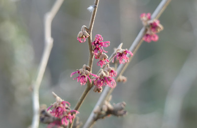 2022-01-28 Hamamelis 'Amethyst' 1.jpg
