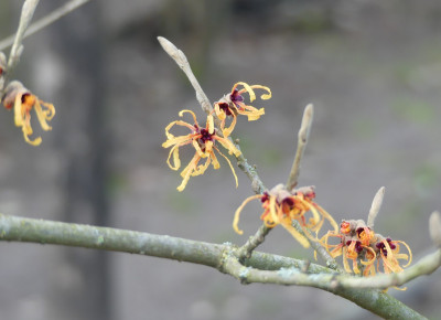 2022-01-28 Hamamelis 'Aurora' 2.jpg