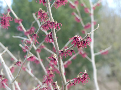 2022-01-28 Hamamelis 'Birgit' 2.jpg