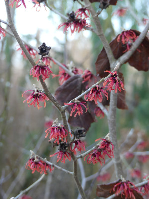 2022-01-28 Hamamelis 'Diane' 1.jpg