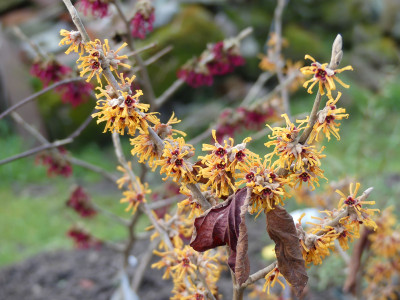 2022-01-28 Hamamelis 'Rochester' 1.jpg