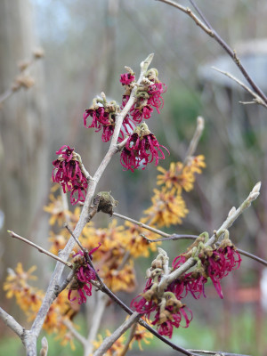 2022-01-28 Hamamelis 'Tsukubana Kurenai' 2.jpg