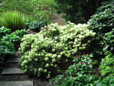 Bot_garten Christiansberg 028.jpg