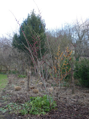 2022-01-28 Hamamelis 'Birgit' 1.jpg