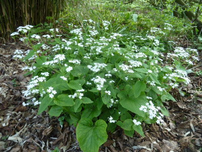 Brunnera macrophylla 'Betty Bowring'_P1060529.JPG