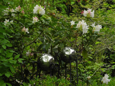 Rhododendron 'Cunningham's White' 2020-04-29 (65).JPG