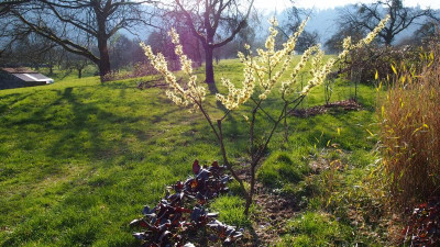 Hamamelis Sunburst P3170074.JPG