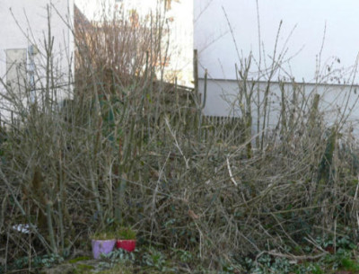 Eschen.JPG