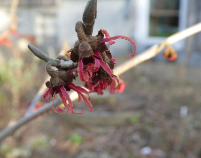 Hamamelis rot 220129k.jpg