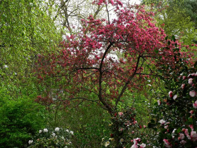 Malus x purpurea 'Eleyi 2021-05-10 (1).JPG