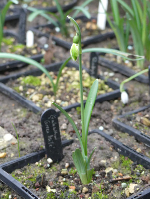 2022-01-29 Galanthus 'Green Mile' 1.jpg