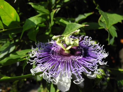 Passiflora 'Byron Beauty' 2016-09-17 3.jpg.JPG