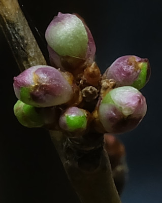 DSCF7174bearb.JPG