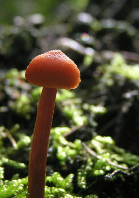 Pilz-Okt-2.jpg