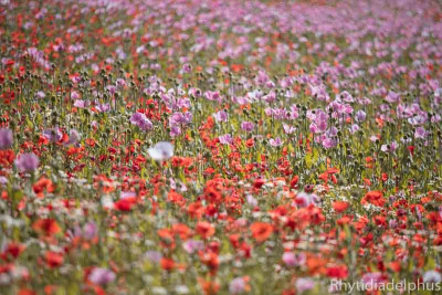 Papaver_Germerode_7917_800_sRGB.jpg
