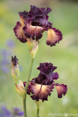 Iris_Drama_Queen_3029_800_sRGB.jpg
