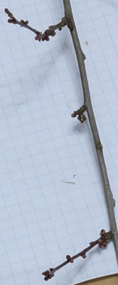 DSCF7101bearb8.JPG
