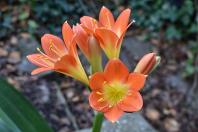 clivia kossi 001.JPG