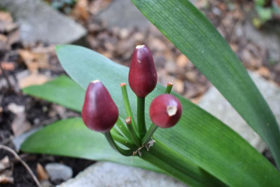 clivia kossi 002.JPG