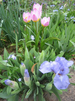 Iris barb. nana  'Sapphire Gem' _4469_r1.JPG