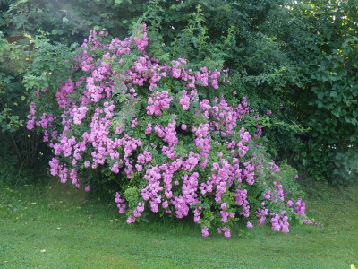 Multiflora f..JPG