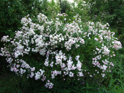 Multiflora.JPG