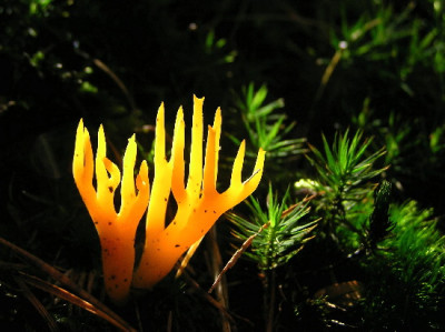 Pilz-Okt-1.jpg
