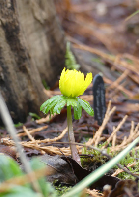 2022-01-29 Eranthis 'Euan Bunclark'.jpg