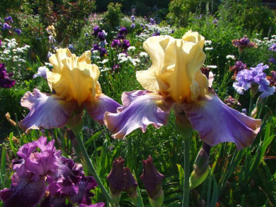 2021_0312MitteJuni0346.jpg