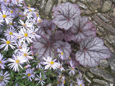 Heuchera 'Sugar Plum' mit Lutetia_7074.JPG