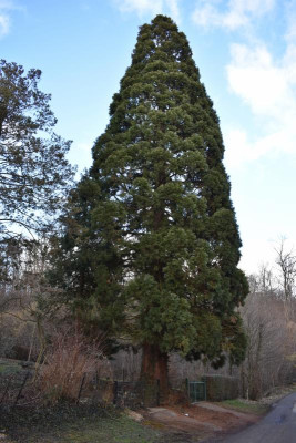 Kirschwiese Eßlingen 021.JPG
