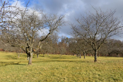 Kirschwiese Eßlingen 014.JPG