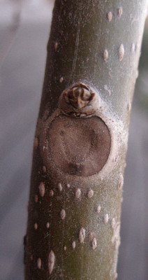 paulownia_ganz_jung_detail_stamm_2008-03.jpg