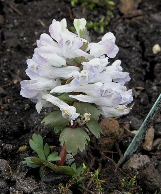 Image2.jpg