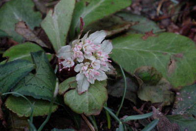 DSCF5690.JPG