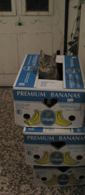 leobanana.jpg