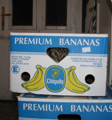 leobanana1.jpg