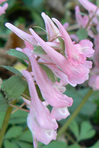 Corydalis_rosa_08_03_10.jpg