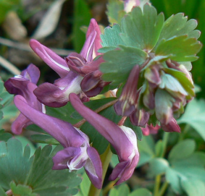 Corydalis_violett_08_03_10_a.jpg