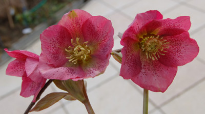 Dunkelrose_gepunktet_DSC_0599.jpg