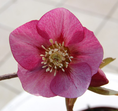 Dunkelrosa_Rundblatterig_DSC_0615.jpg