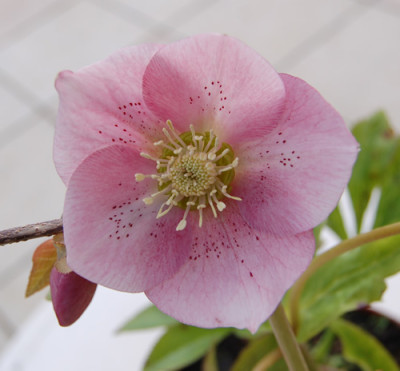 Hellrosa_gepunktet_DSC_0626.jpg