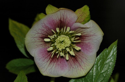 Helleborus_Marnis_1_2008_10-03-2008.jpg