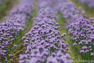 Allium_schoenoprasum_7963_800_sRGB.jpg