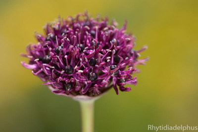 Allium_atropurpureum_5166_BGMr10_800_sRGB.jpg