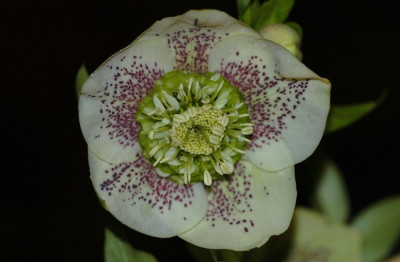 Helleborus_Marnis_2_2008_10-03-2008.jpg